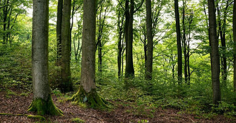 Les forêts de notre planète n’absorbent plus assez de CO2 | Toxique, soyons vigilant ! | Scoop.it