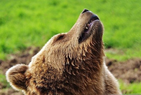 Peut-on cohabiter avec les&nbsp;ours&nbsp;? | Biodiversit&eacute; | Scoop.it