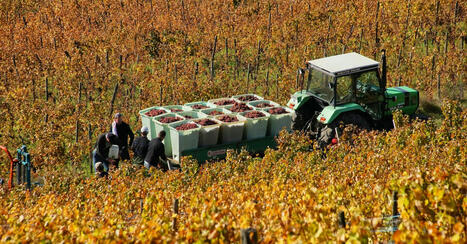 Le vin français : entre tradition et transition écologique | Planète DDurable | Scoop.it