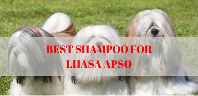 best dog clippers for lhasa apso