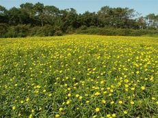 Les plantes «invasives» sont-elles si méchantes? - Journal de l'environnement | Biodiversité | Scoop.it