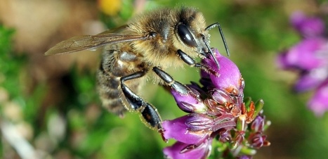 L'Abeille noire, insecte de l'ouest européen menacé par l'importation de ses congénères | EntomoNews | Scoop.it