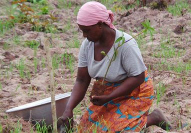 Zero Hunger Challenge | United Nations, UNGA, UNDESA, UNDSPD, ECOSOC, UNSDN, UNNGLS, | Scoop.it