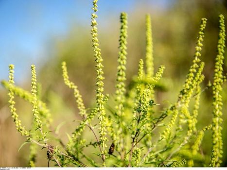 Enfin une base mondiale des espèces invasives ! | ECOLOGIE - ENVIRONNEMENT | Scoop.it