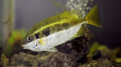 Sud-Est: En mer et sur terre, la hausse des températures fait craindre des bouleversements dans la faune | Biodiversité | Scoop.it