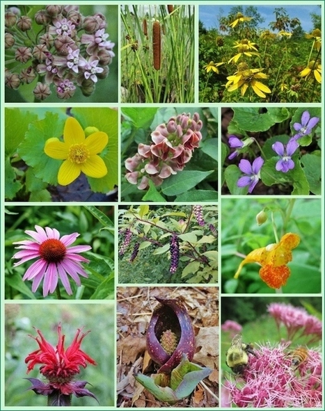 12 Native Plants for Food and Medicine - | Eco-Friendly Lifestyle | Scoop.it