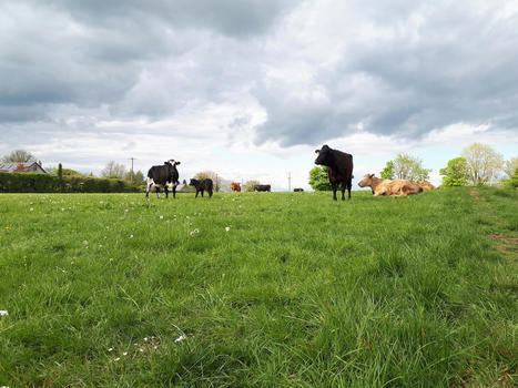 BovINE, un projet pour identifier les innovations qui répondent aux besoins des éleveurs de bovins viande en Europe  | Actualités de l'élevage | Scoop.it