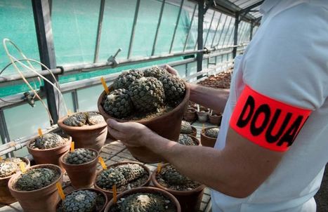 370 cactus rares et protégés saisis à Roissy | Biodiversité | Scoop.it