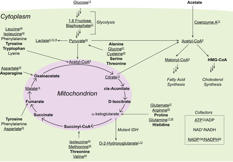 Genetically encoded tools for tracking metabolites in live cells | RMH | Scoop.it