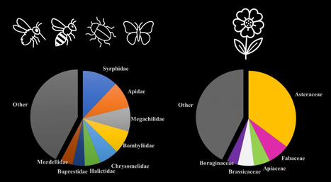 Quand les insectes visitent-ils les plantes ? Cela dépend de qui, quoi, où... La réponse pour trois différents sites naturels situés en Corse ! | EntomoNews | Scoop.it