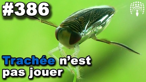 Trachée n'est pas jouer - Strange Stuff And Funky Things | EntomoScience | Scoop.it