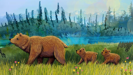 B.C. First Nations are bringing grizzlies back to the North Cascades | Indigenous Stories and Education | Scoop.it