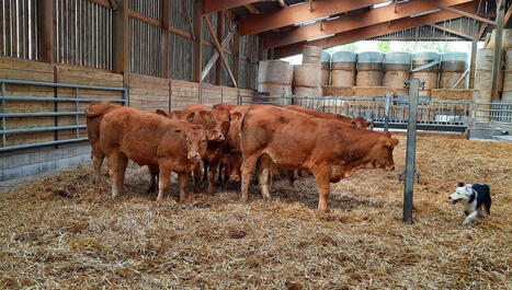 Les fr&egrave;res Collet, la passion en polyculture &eacute;levage | Elevage et soci&eacute;t&eacute; | Scoop.it