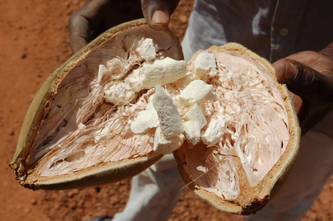 Le fruit du baobab : le pain de singe, une pharmacie vitalité à elle seule ! | Actualités Afrique | Scoop.it