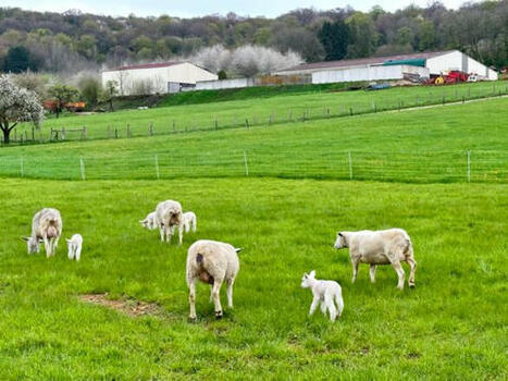 La décapitalisation ovine s’accélère | Actualité Bétail | Scoop.it