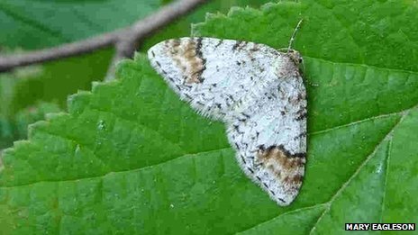 Un papillon rare découvert en Écosse [en anglais] | EntomoNews | Scoop.it