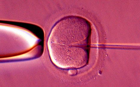 IVF toddler to be put up for adoption because of 'narcissistic' parents   - Telegraph | Children In Law | Scoop.it
