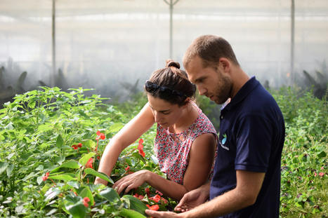 AFAUP – Association Française d'Agriculture Urbaine Professionnelle | ESPACES VEGETALISES URBAINS | Scoop.it