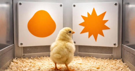 Los cient&iacute;ficos no lo esperaban: pollitos reci&eacute;n nacidos muestran una capacidad mental que cre&iacute;amos exclusivamente humana | Mi Caj&oacute;n de Ideas | Scoop.it