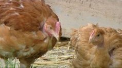 Yonne :  l'aviculteur bio qui voulait avoir son abattoir a obtenu gain de cause | La Gazette des abattoirs | Scoop.it