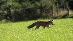 Profession : chasseur de renards - France 3 Poitou-Charentes | Ecoréaction ou écolophobie | Scoop.it