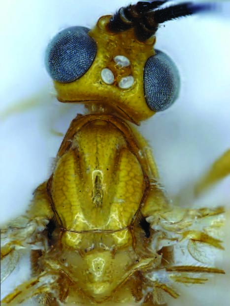 Kill Bill character inspires the name of a new parasitoid wasp species | Insect Archive | Scoop.it