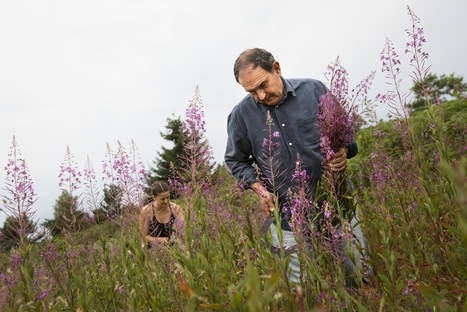 L'homme-plante, le nouvel herboriste | La Cabane aux Arômes | Scoop.it