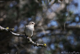 Gobemouche gris (Muscicapa striata), Spotted Flycatcher | Camargue Nature | Scoop.it