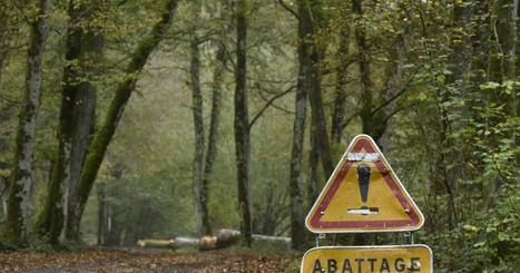 Besan&ccedil;on. Oui, des arbres ont &eacute;t&eacute; abattus mais pas juste pour le passage du Trail des Forts | Revue de presse | L'habitat & son environnement dans le Doubs : Architecture. Urbanisme. Environnement. Paysage. Logement | Scoop.it