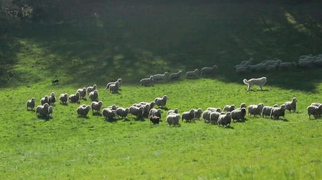 Tarn : les attaques de loups inquiètent les éleveurs | Actualité Bétail | Scoop.it