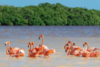 Global momentum for nature finance: UNDP’s biodiversity finance initiative helps countries unlock over $2.7 billion for nature | Biodiversité : les chiffres-clés | Scoop.it