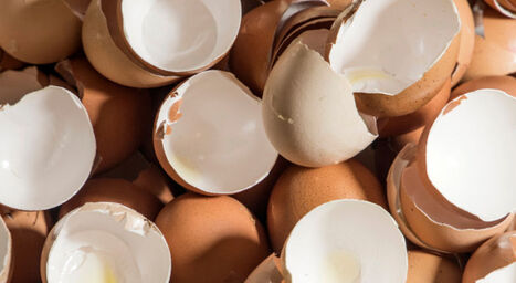 Circul'Egg lève 1M€ pour transformer le secteur avicole | Innovation Agro-activités et Bio-industries | Scoop.it