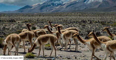 En déféquant, le cousin sauvage du lama favorise l'adaptation climatique dans les Andes | Changement climatique & Biodiversité | Scoop.it