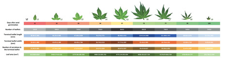 Original Paper in Bot Lett • Torkamaneh Collaboration 2024 • Transcriptomic analysis reveals differential gene expression patterns during cannabis leaf morphogenesis and phase transition | Collaborations | Scoop.it