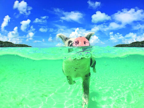 Heat stress in pigs: Resilience beyond seasonal peaks - Food & Agribusiness | SCIENCES DE L' ANIMAL | Scoop.it