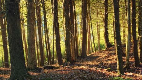 Zones Natura 2000: de meilleurs r&eacute;sultats que les zones non prot&eacute;g&eacute;es | Biodiversit&eacute; | Scoop.it