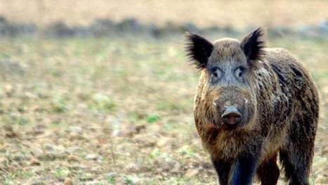 La superpoblación del jabalí en Navarra amenaza la evolución del sector porcino | Ordenación del Territorio | Scoop.it