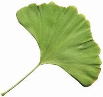 &raquo; Research Finds Ginkgo Fails to Boost Cognition, Memory - Psych Central News | Metaglossia: The Translation World | Scoop.it