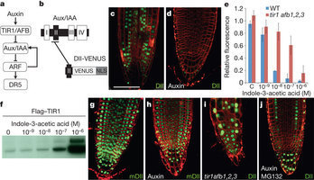 Nature - A novel sensor to map auxin response and distribution at high spatio-temporal resolution | Plant Cell Biology and Microscopy | Scoop.it