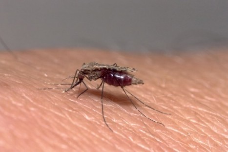 Maladies émergentes, vers une nouvelle crise sanitaire | Variétés entomologiques | Scoop.it