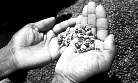 UGANDA | Activists up in arms over seeds laws | Food & Nutrition Security in East Africa | Scoop.it