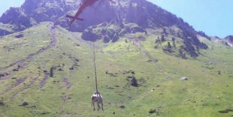 Vidéo : une vache secourue par hélicoptère dans les Hautes-Pyrénées | Vallées d'Aure & Louron - Pyrénées | Scoop.it