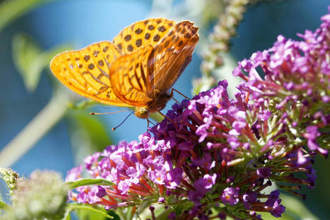 ADOPT - Applications des Donn&eacute;es d&rsquo;Observation de la Terre pour les Parcs Naturels R&eacute;gionaux et leurs Territoires | Biodiversit&eacute; | Scoop.it