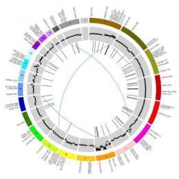 Mayo Clinic launches whole genome sequencing breast cancer study | Amazing Science | Scoop.it