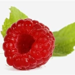 Framboises et modules photovoltaïques : une synergie harmonieuse et fertile - Plein Soleil | Pour innover en agriculture | Scoop.it