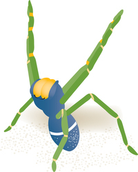 Une toxine d'araignée brésilienne comme remède aux troubles de l'érection | EntomoNews | Scoop.it