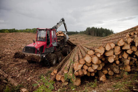 Nos forêts malades de « l’avidité à récolter du bois pour se faire du fric » | Toxique, soyons vigilant ! | Scoop.it