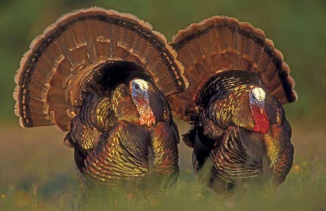 Content Marketing: Why Turkeys Can't Fly? | OnMarketing: Marketing Tips for Growth | Scoop.it