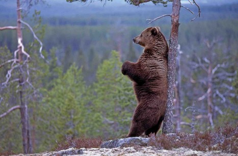 Mammals of Finland | 1Uutiset - Lukemisen tähden | Scoop.it