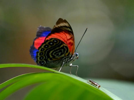 Les papillons d'Equateur : joyaux ailés et thermomètres du changement climatique | Biodiversité - @ZEHUB on Twitter | Scoop.it